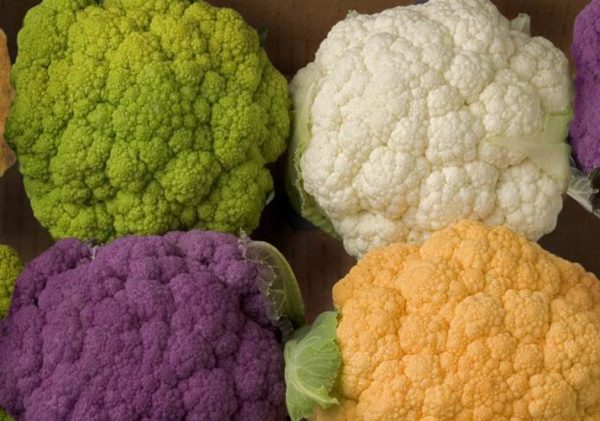  Kohl in allen Farben des Regenbogens