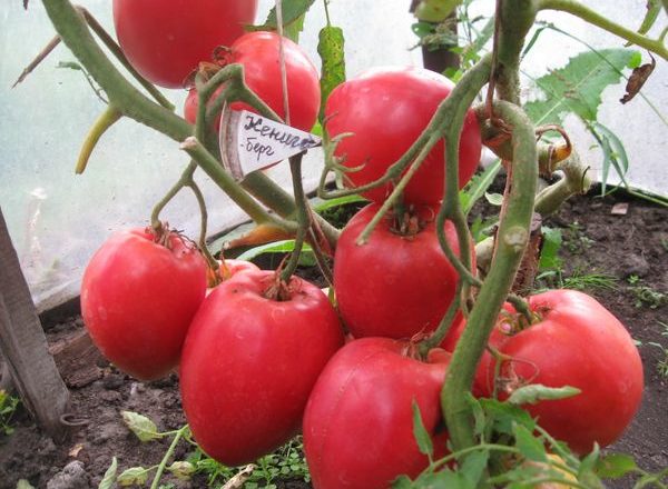  Tomatensorten Konigsberg