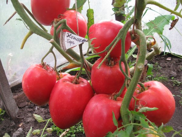  Tomatensorten Konigsberg