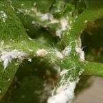  Mealybug