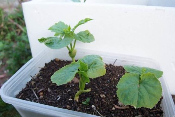  Des plants de melon plus forts