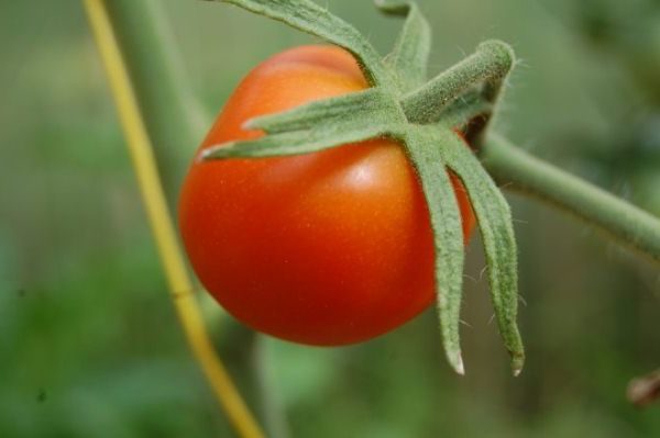  Um eine gute Ernte zu erzielen, müssen die Büsche der Tomaten Lazyka Stiefsohn sein