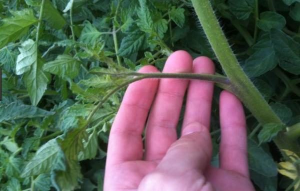  En apparence, le beau-fils est différent de la tige du fruit