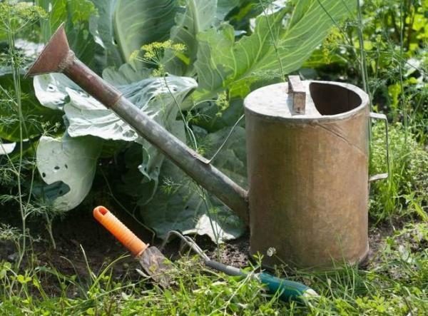  Top Dressing von Weißkohl