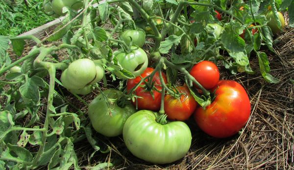  Si vous souhaitez cultiver une nouvelle variété, vous devrez extraire vous-même les graines de fruits mûrs et sains.