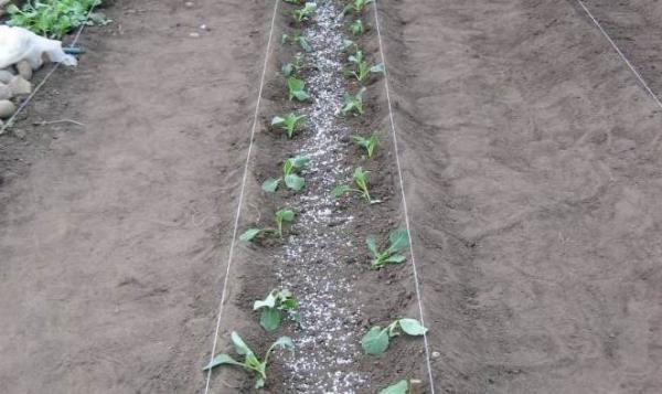  Planter des plants de chou, schéma simple