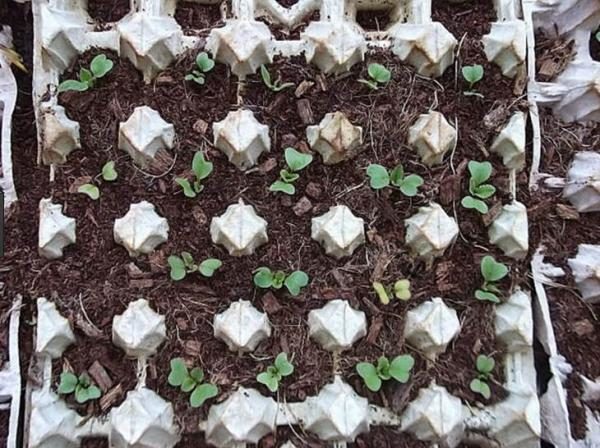  Planter du radis dans les ovules