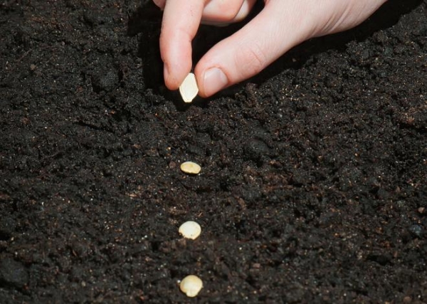  Zucchini werden auf rassadnysche Weise gepflanzt, Zucchini mit Samen bepflanzt und sie brauchen keinen Schutz