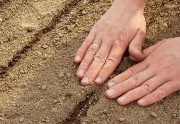  Lorsque vous semez des radis, préférez un enrobage peu profond