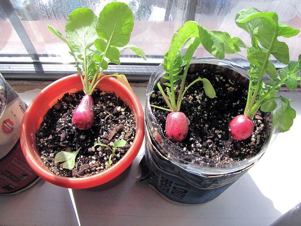  Les radis de jardin doivent être chauds et éclairés.