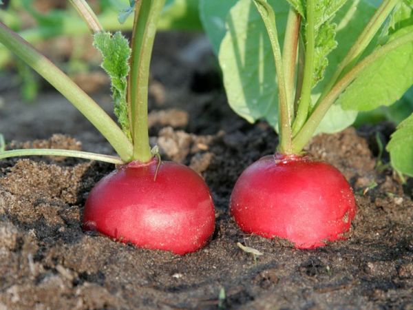  Für den Anbau von Rettichheim geeignetem Boden aus dem Garten oder Garten