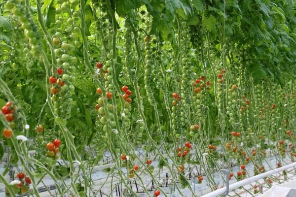  Tomaten-Rapunzel eignet sich hervorragend für den Anbau im Gewächshaus