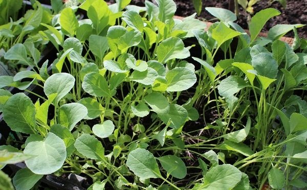  Plants de chou romanesco