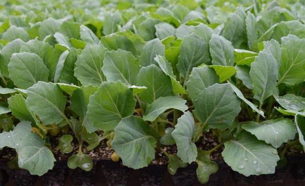  Conditions pour planter des plants de chou