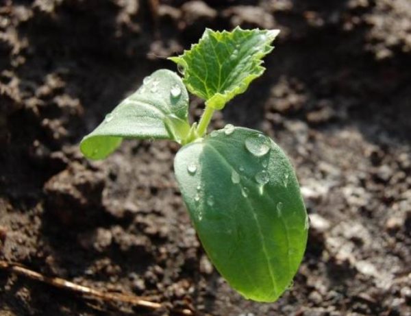  Planter des semis dans le sol