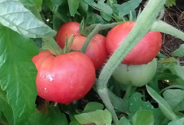  Tomaten-Rosa-Riese