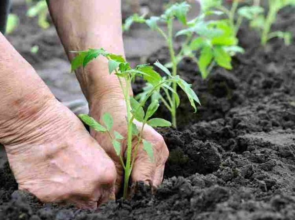  Pour la plantation des plants doivent choisir un endroit ouvert et ensoleillé.