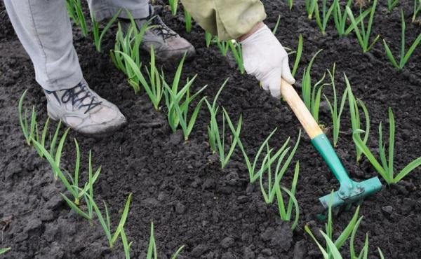  Périodiquement, les lits d'ail doivent assouplir et éliminer les mauvaises herbes.