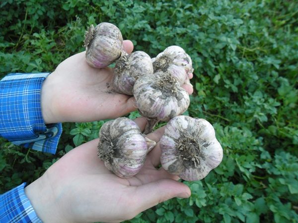  Frühlingsknoblauch - kälteresistente Kultur und zurückkehrender Frost hat keine Angst vor ihm