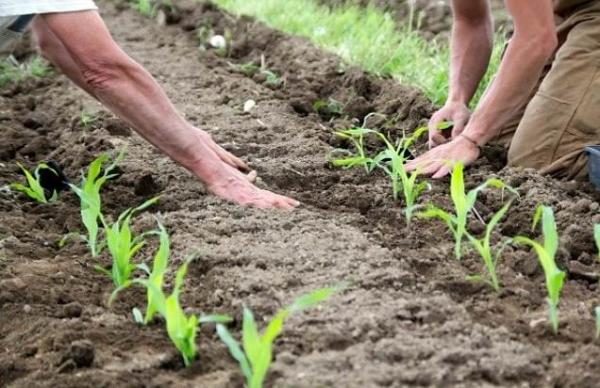  Planter du maïs