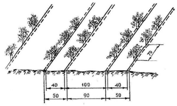  Schema Tape-Cluster-Verfahren zum Anpflanzen von Tomaten