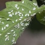  Mouche blanche de serre