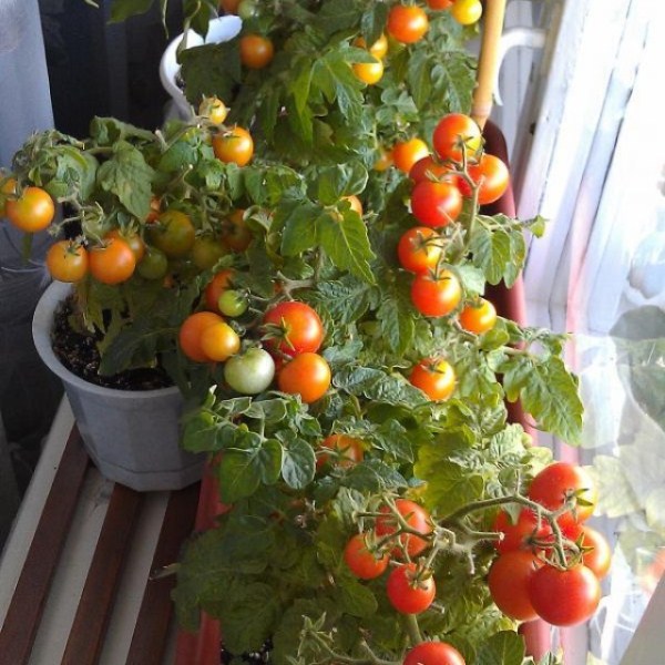  Miracle balcon tomate