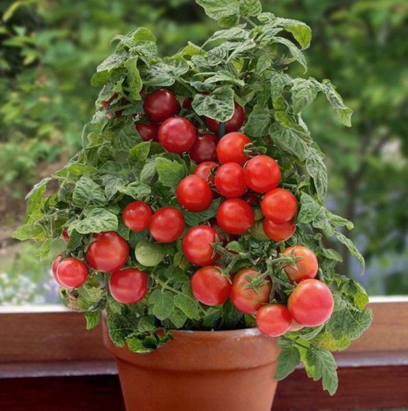  Tomaten-Bonsai