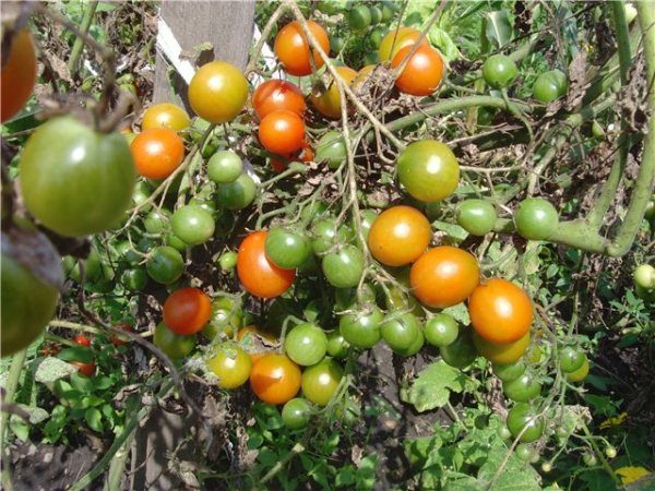  Tomaten-Honig-Cluster