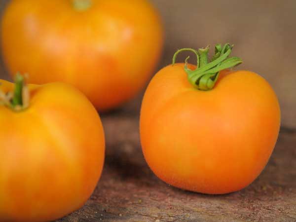  Hybride Sorte Tomaten Pfirsich