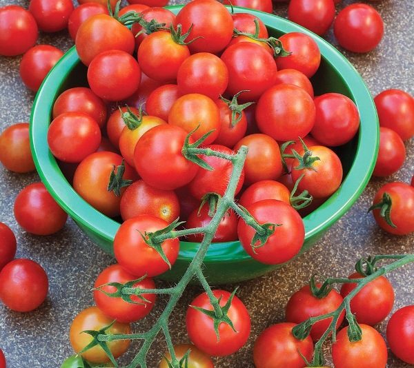  Rapunzel-Tomaten eignen sich gut für die Winterkonserven