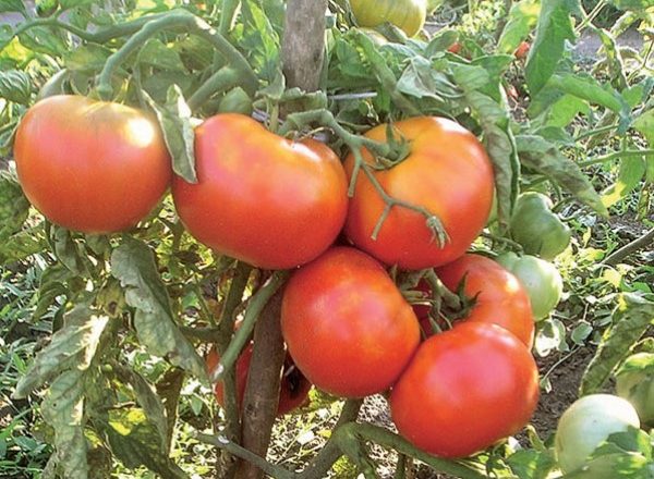  Tomatensorte Rätsel