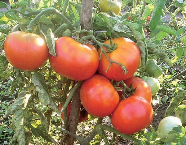  Variété de tomate Riddle