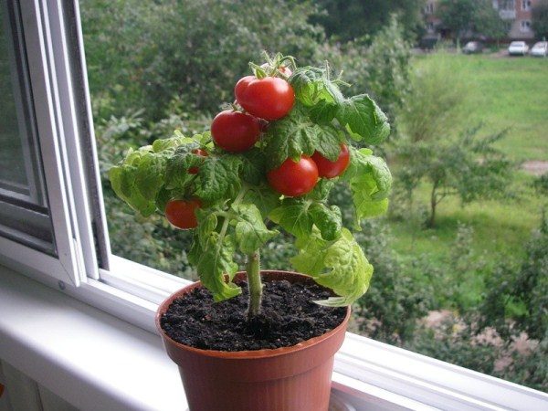  Züchtung einer Tomate auf dem Fensterbrett