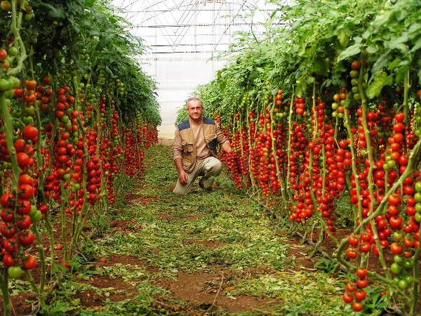  Zu den Vorteilen der Rapunzel-Tomaten zählen die Anzahl pro Pflanze und der ausgezeichnete Geschmack.