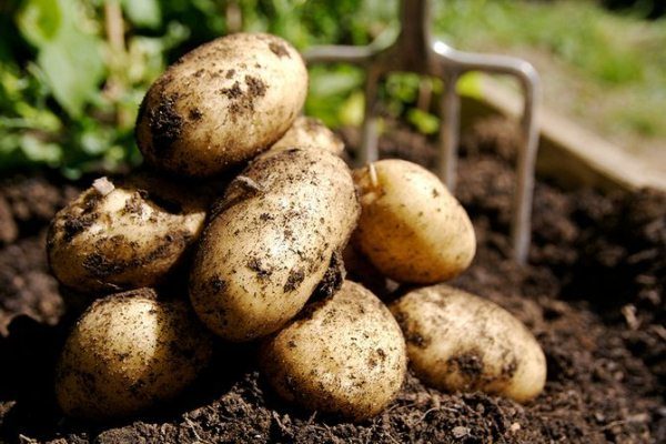  Pommes de terre blanches printanières