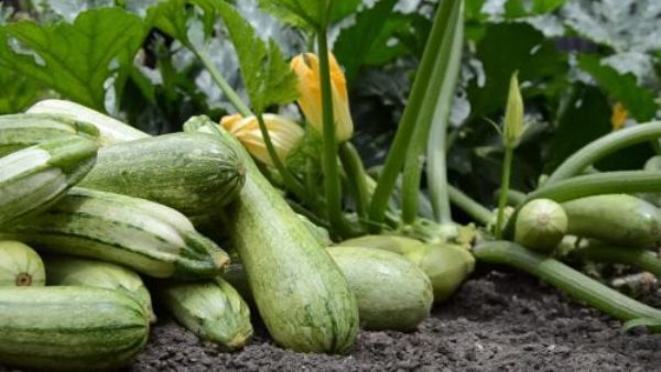  Während der aktiven Fruchtbildung wurden jeden zweiten Tag Zucchini geerntet