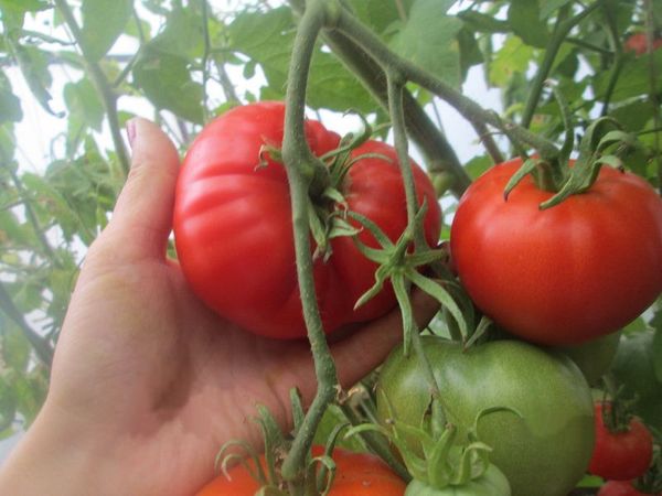  Tomaten-Altai-Meisterwerk