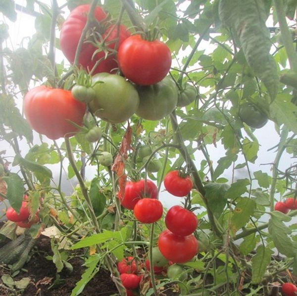  Tomaten dieser Sorte können sowohl im Gewächshaus als auch im Freiland angebaut werden