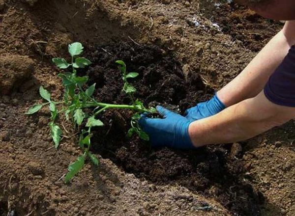  La plantation de semis doit être effectuée uniquement dans un sol chauffé.