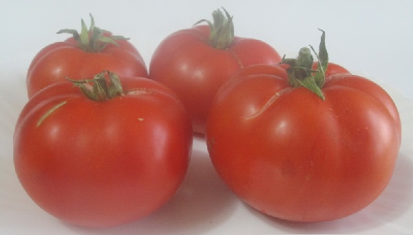  Tomaten Alesha Popovich