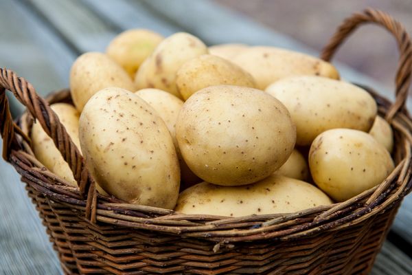  Die besten Kartoffelsorten