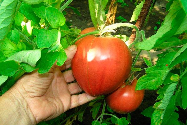  La capacité à mûrir et à haut rendement - les avantages de la variété