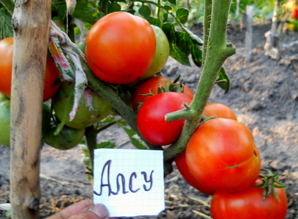  Alsou-Tomaten