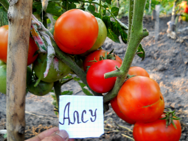  Alsou-Tomaten