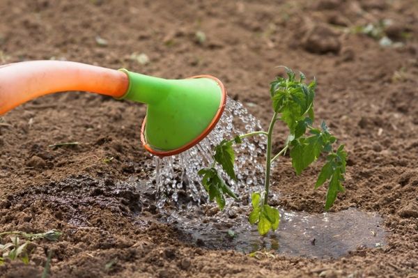  Après le repiquage, les plantules doivent être arrosées et fertilisées avec de la cendre.