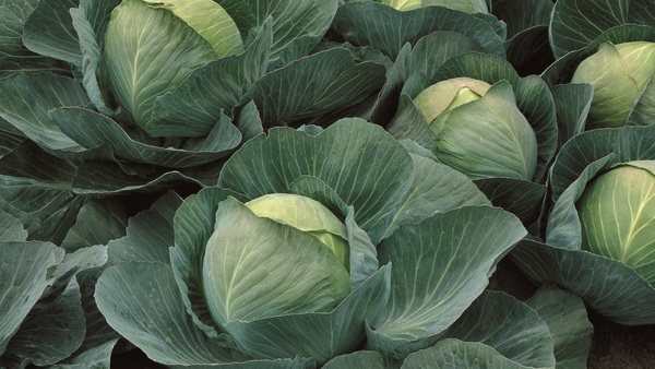  Kohl Atria