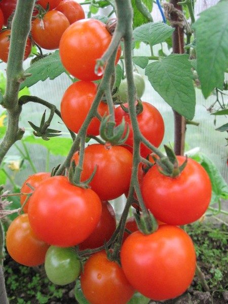  Leopold-Tomaten in Untergröße haben keine Angst vor Temperaturschwankungen und sind vor den häufigsten Krankheiten gut geschützt.