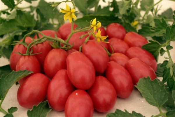  Merkmale und Beschreibung der Sorten von Tomatenpetersiliengärtnern