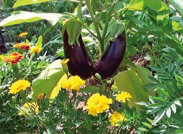  Aubergine de quartier utile sur le jardin